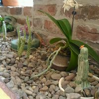 plants at Yu Yo Craft Supply + Tea House in Halifax