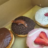 Boston Cream, Dirt Cup Doughnut, Meyer Lemon Poppy Seed, Berries 'n Cream at Strange Matter Coffee - Eastside in Lansing