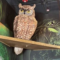   at Mellow Mushroom in Lutz