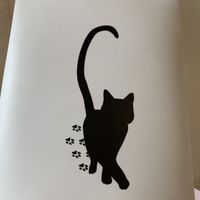 Balthasar at Kattencafé Balthazar in Nijmegen