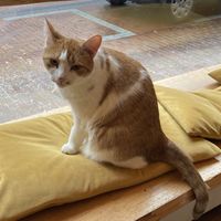   at Kattencafé Balthazar in Nijmegen