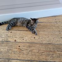  at Kattencafé Balthazar in Nijmegen