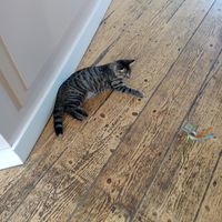  at Kattencafé Balthazar in Nijmegen