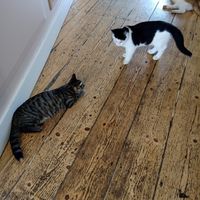  at Kattencafé Balthazar in Nijmegen