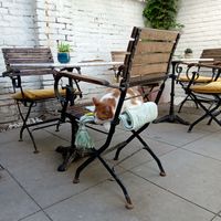  at Kattencafé Balthazar in Nijmegen