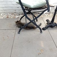  at Kattencafé Balthazar in Nijmegen