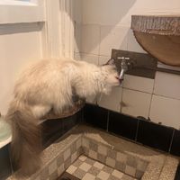 Lieve katten   at Kattencafé Balthazar in Nijmegen