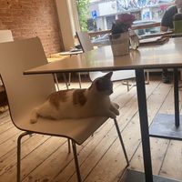 Relaxt  at Kattencafé Balthazar in Nijmegen