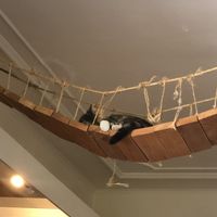   at Kattencafé Balthazar in Nijmegen