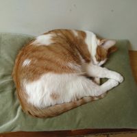 Sleeping cat "Moes" at Kattencafé Balthazar in Nijmegen