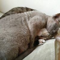 Sleeping cats: "Tom" and "Wolfje"  at Kattencafé Balthazar in Nijmegen