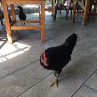 chickens on a mission at Pun Pun Organic Vegetarian Restaurant - Wat Suan Dok in Chiang Mai