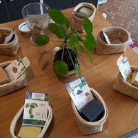 VAriety of soap at Terra Lova in Paris