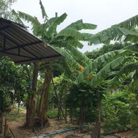 Organic garden at Suan Eakaparp Vegetarian - สวนเอกภาพ อาหารเจ素食餐廳 in Pattaya