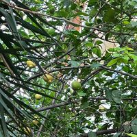 🪴   at Vegan House in Antalya