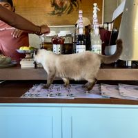 ❤️  at Indiana vegan Cafe & Yoga in Langkawi