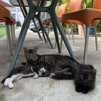 Cute cats  at Indiana vegan Cafe & Yoga in Langkawi