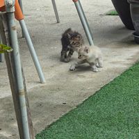  at Indiana vegan Cafe & Yoga in Langkawi