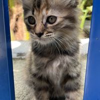   at Indiana vegan Cafe & Yoga in Langkawi