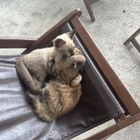   at Indiana vegan Cafe & Yoga in Langkawi