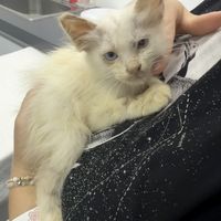 Mochi  at Indiana vegan Cafe & Yoga in Langkawi