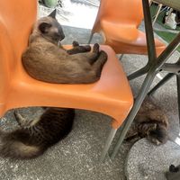   at Indiana vegan Cafe & Yoga in Langkawi