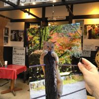 Every customer is entitled to get a picture of their cat! Love it at Toryanse in Kyoto