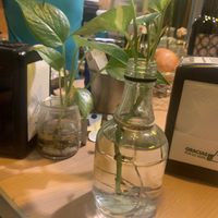 New life growing from cuttings 🌱❤️ at La Siria in Malaga