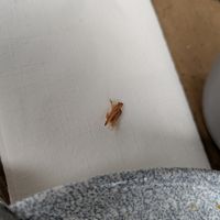 Meat in the vegan gravy at The Cuckoo in Peterborough