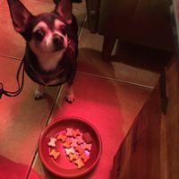 Snack dog at Ross Como en Casa in Reus