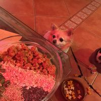 Jo tb en vull at Ross Como en Casa in Reus