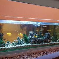 Fish tank at Luna's Kitchen in Beirut