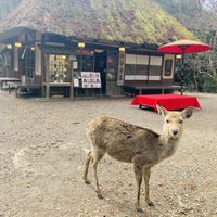Go here!  at Mizuya Chaya 水谷茶屋 in Nara