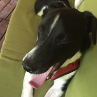 Olly the resident dog keeping me company  at Base Bungalows  in Antalya