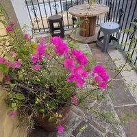 Gorgeous bougainvillea at the entrance 😍 at La Garnacheria Vegana in Cuernavaca