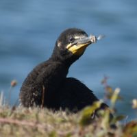 A fledgling Double-crested Cormorant exploring the lawn while we ate. at La Cabana de Raya in Astoria