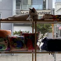 CAT  at Kattakaffihusid in Reykjavik