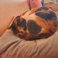 Cats enjoy sleeping on your clothing items. at Kattakaffihusid in Reykjavik