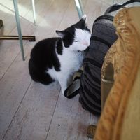  at Kattakaffihusid in Reykjavik