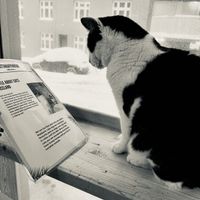 Salt reading about Icelandic cats    at Kattakaffihusid in Reykjavik