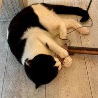 Max not so serious. 🐈‍⬛  at Kattakaffihusid in Reykjavik