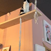 Mia, the shy but very cute one. 🐈‍⬛ ☺️   at Kattakaffihusid in Reykjavik