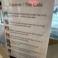   at Kattakaffihusid in Reykjavik