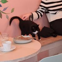  at Kattakaffihusid in Reykjavik