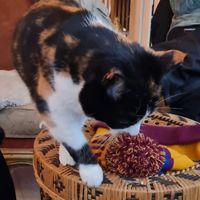  at Kattakaffihusid in Reykjavik