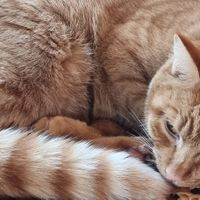  at Kattakaffihusid in Reykjavik