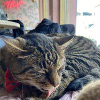   at Kattakaffihusid in Reykjavik