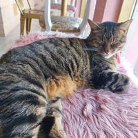  at Kattakaffihusid in Reykjavik