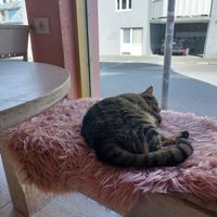  at Kattakaffihusid in Reykjavik