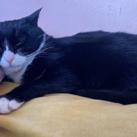   at Kattakaffihusid in Reykjavik